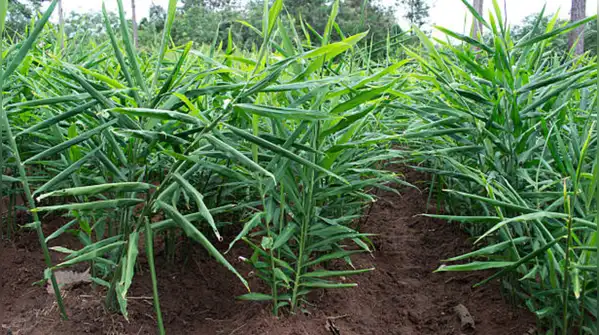 That is what makes his story more than a simple “farmer earns Rs 17 lakh” success story