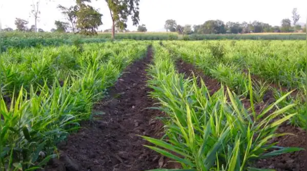That is what makes his story more than a simple “farmer earns Rs 17 lakh” success story