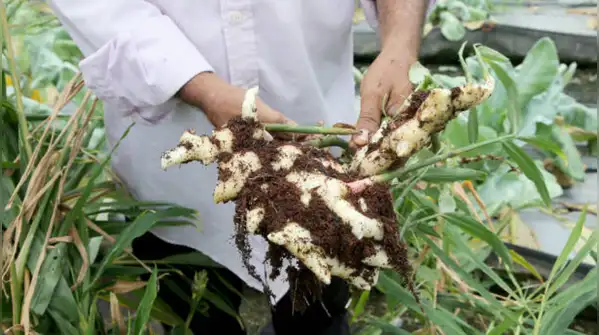 That is what makes his story more than a simple “farmer earns Rs 17 lakh” success story