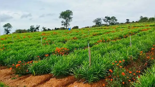 That is what makes his story more than a simple “farmer earns Rs 17 lakh” success story