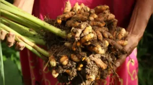 Her father, Harnail Singh, had always wanted his children to look at farming differently