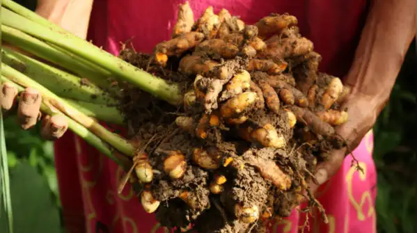 Her father, Harnail Singh, had always wanted his children to look at farming differently