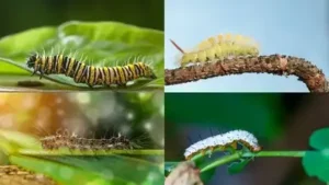 6 easy ways to keep them away from your garden and home