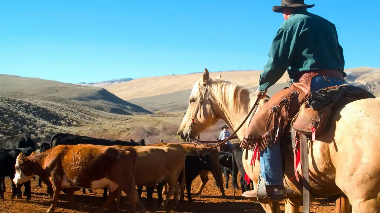 When conservationists bought a Wyoming cattle ranch in the 1990s: The wider industry impact