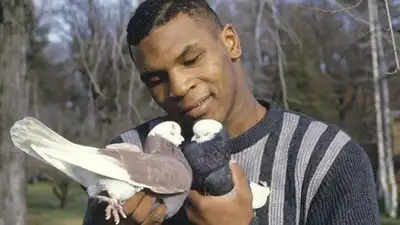 Long before Mike Tyson became one of boxing's most feared heavyweight champions, pigeons were
