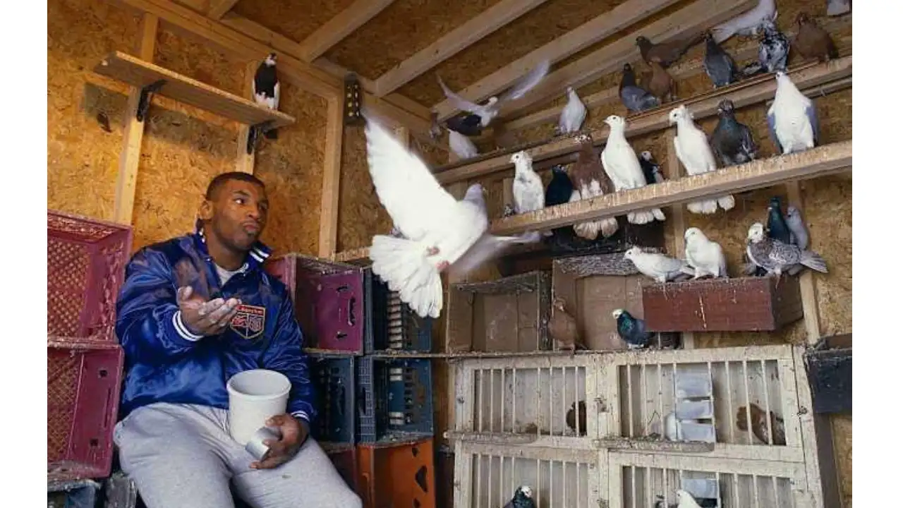 Long before Mike Tyson became one of boxing's most feared heavyweight champions, pigeons were