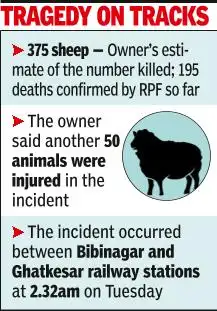 At least 195 sheep were confirmed dead after a flock strayed onto railway tracks and was run