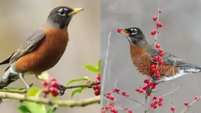 Here is why this trick works so well and how you can use it to turn your garden into a robin