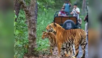 This crisis has arisen 12 years after the reserve was officially designated as a tiger reserve
