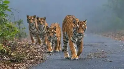 This crisis has arisen 12 years after the reserve was officially designated as a tiger reserve