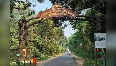 This crisis has arisen 12 years after the reserve was officially designated as a tiger reserve
