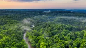 Denmark planted trees for carbon storage, but 21 years later natural: The wider industry impact