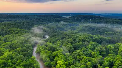 Denmark planted trees for carbon storage, but 21 years later natural: The wider industry impact