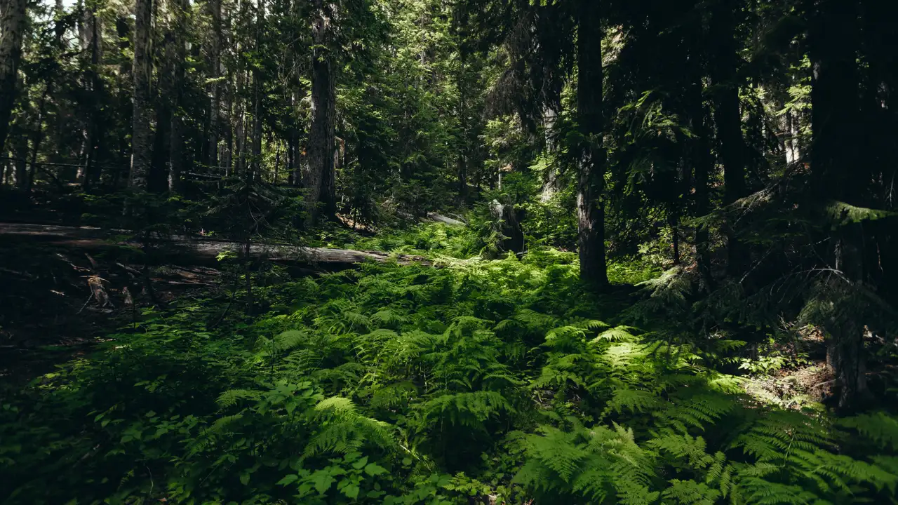 Denmark planted trees for carbon storage, but 21 years later natural: The wider industry impact