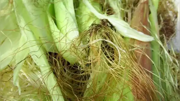 With just a handful of dried or softened husks and a few spare minutes, you can give some