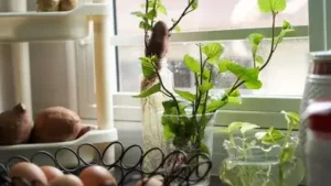 Then we have got your back using some simple steps that will help you grow greens and these