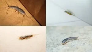 Silverfish have a habit of showing up specifically in two very particular spots