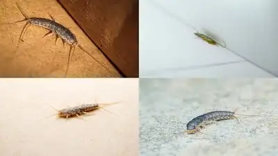 Silverfish have a habit of showing up specifically in two very particular spots
