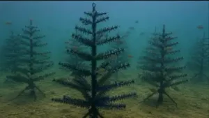 Instead of using Christmas trees only as replacements: The wider industry impact