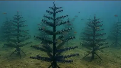Instead of using Christmas trees only as replacements: The wider industry impact