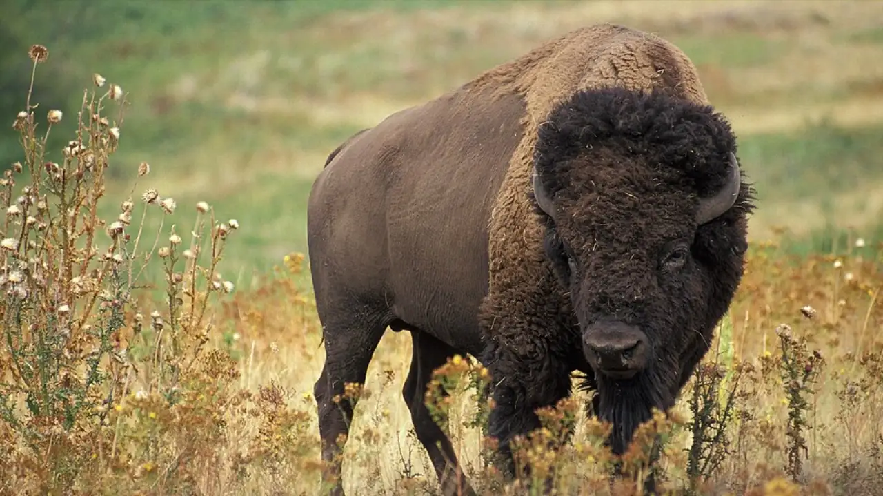 In 1996, CNN founder Ted Turner bought a reported 558,000-acre New: The wider industry impact