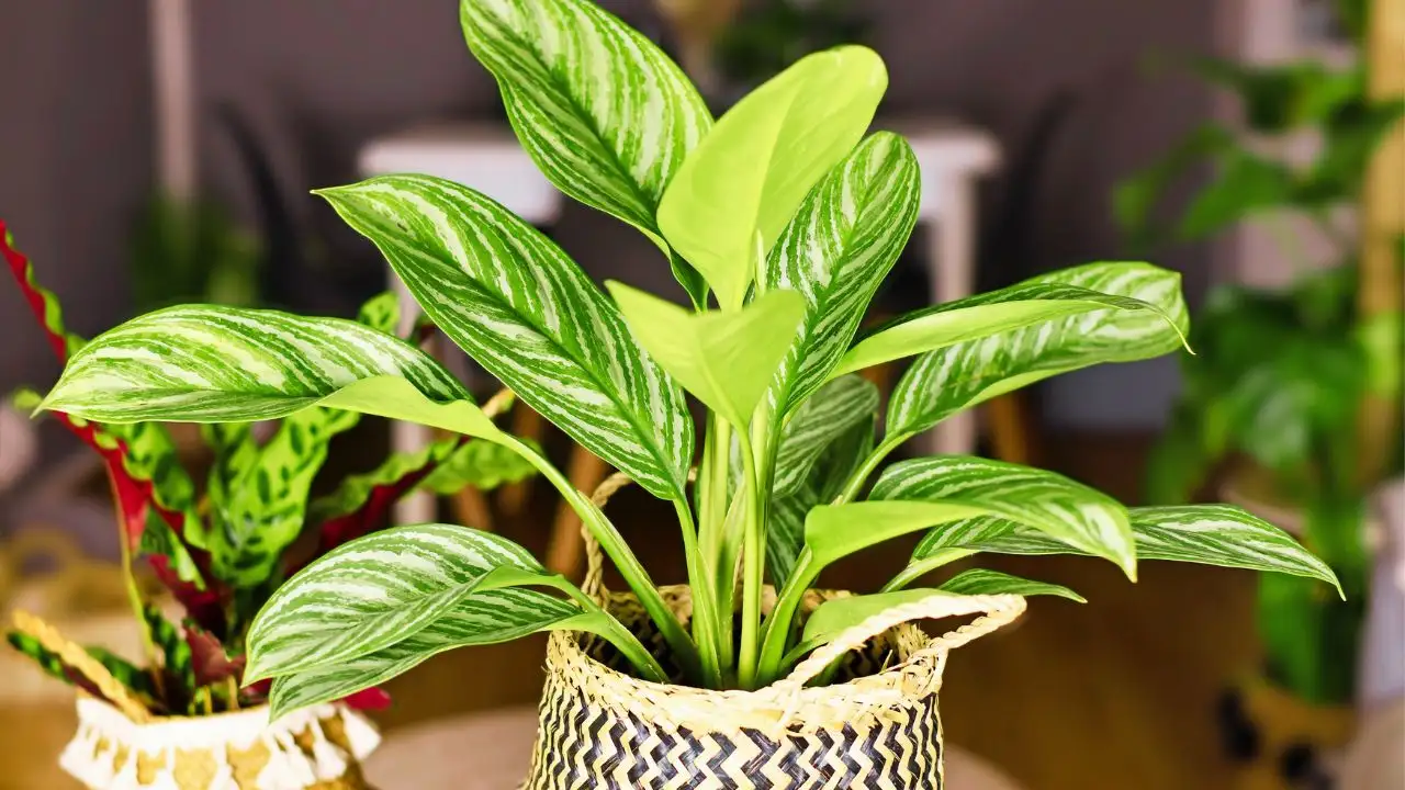 But the claim that certain houseplants can actually help remove pollutants from indoor air