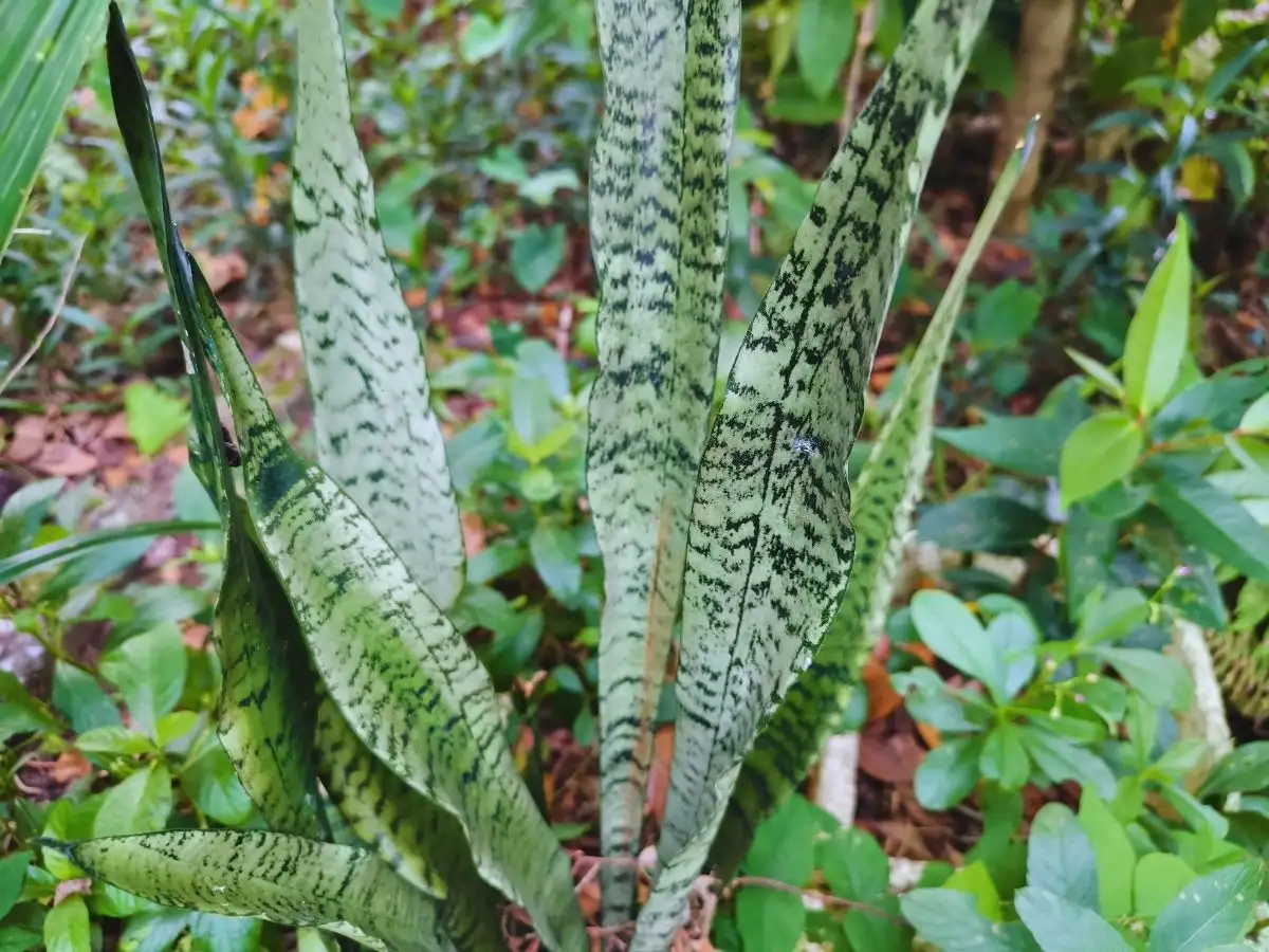 But the claim that certain houseplants can actually help remove pollutants from indoor air