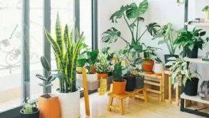 But the claim that certain houseplants can actually help remove pollutants from indoor air