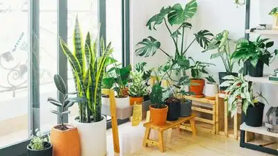 But the claim that certain houseplants can actually help remove pollutants from indoor air
