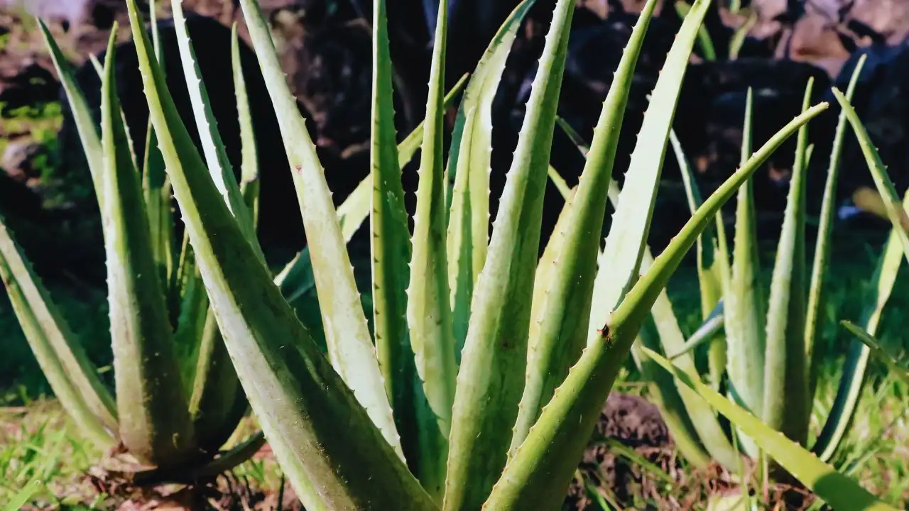 But the claim that certain houseplants can actually help remove pollutants from indoor air