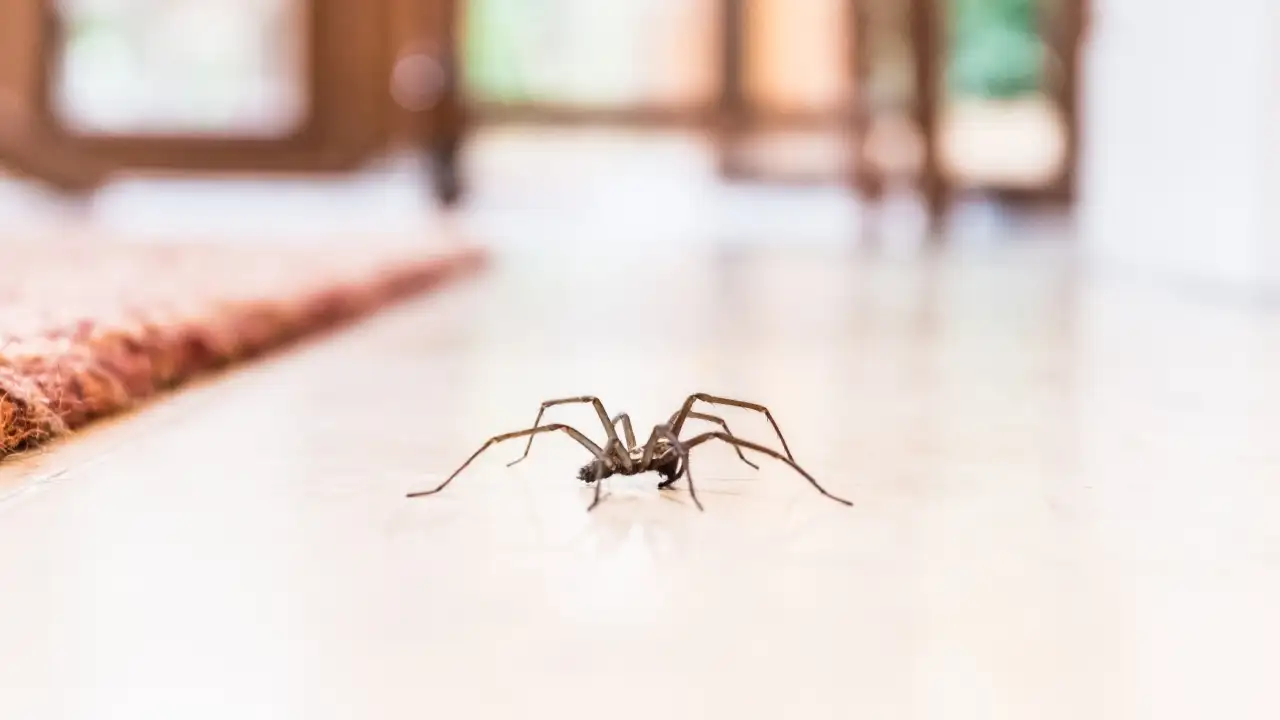 save your used tea bags for next week as a simple way to deter spiders — If you are a homeowner