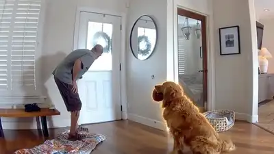 sound the alarm and be the guard dog — Nash, their 4-year-old golden retriever, had one job