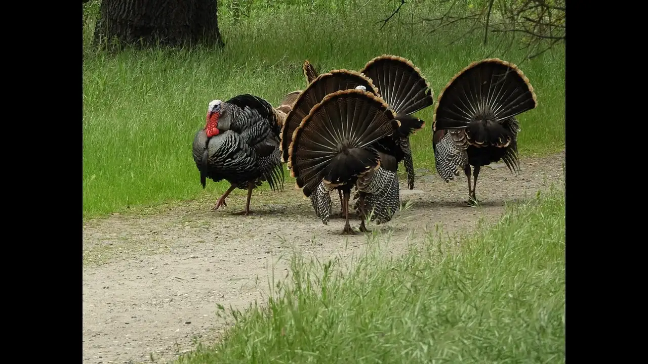 In 2008, a Texas couple bought an overgrazed ranch and removed its: The wider industry impact