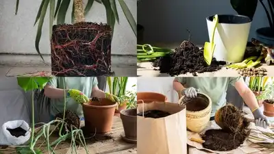 5 signs your plant needs a bigger pot