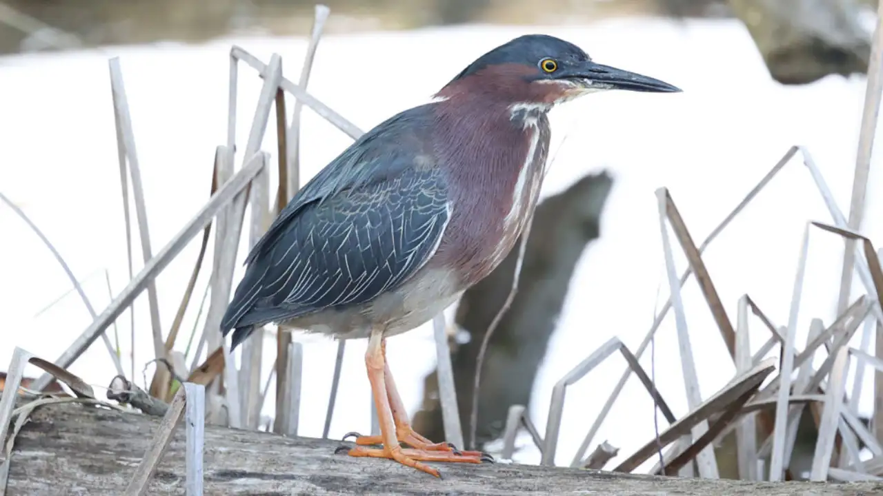 Buffalo turned a 264-acre industrial dump into a nature preserve; 50: The wider industry impact