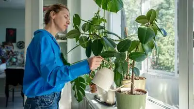 So, if you too are worried about your newly bought plants, then here are four simple, everyday