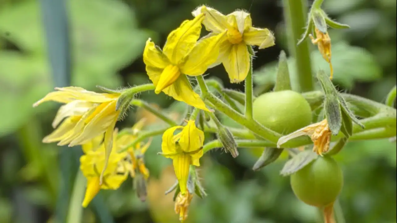 European bumblebees pollinating the crops: The wider industry impact