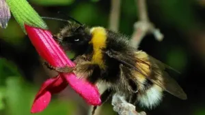European bumblebees pollinating the crops: The wider industry impact