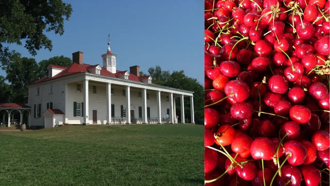 Archaeologists were excavating George Washington’s Mount Vernon: The wider industry impact