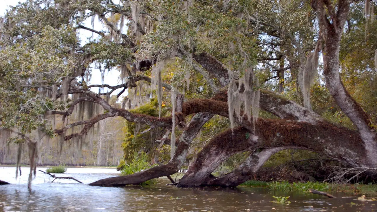 Residents around Bayou Corne in southern Louisiana had been reporting bubbles in the water