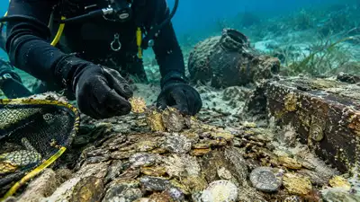 In 2025, Florida salvagers found more than 1,000 gold and silver: The wider industry impact