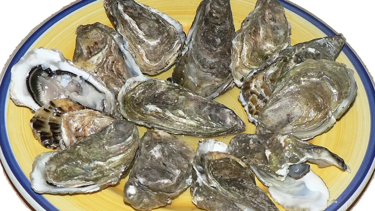 Mississippi funded an oyster-shell recycling pilot to capture restaurant waste — AI