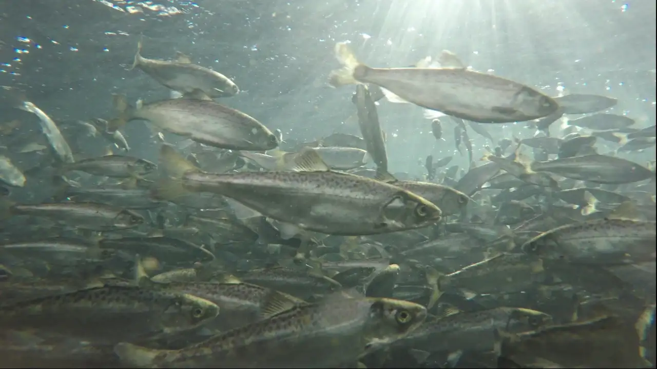 Urban upcycling supports salmon in Seattle — AI Representation: The wider industry impact