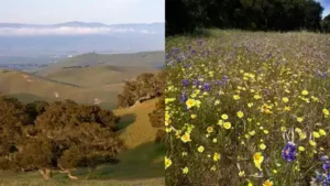 Fort Ord National Monument view alongside wildflowers growing at Fort Ord