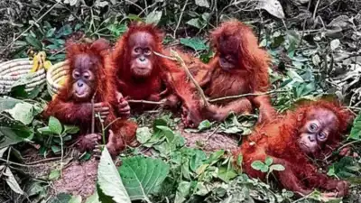 Five baby orangutans rescued from a forest in Baleshwar, Odisha: The wider industry impact