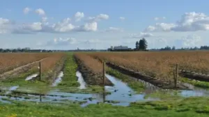 Skagit County's 2025 result came below its longer-term target: The wider industry impact