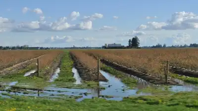 Skagit County's 2025 result came below its longer-term target: The wider industry impact