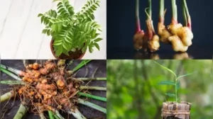 Here are six kitchen spices you can grow at home without much fuss, along with what actually