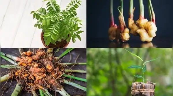 Here are six kitchen spices you can grow at home without much fuss, along with what actually