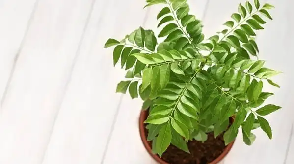 Here are six kitchen spices you can grow at home without much fuss, along with what actually